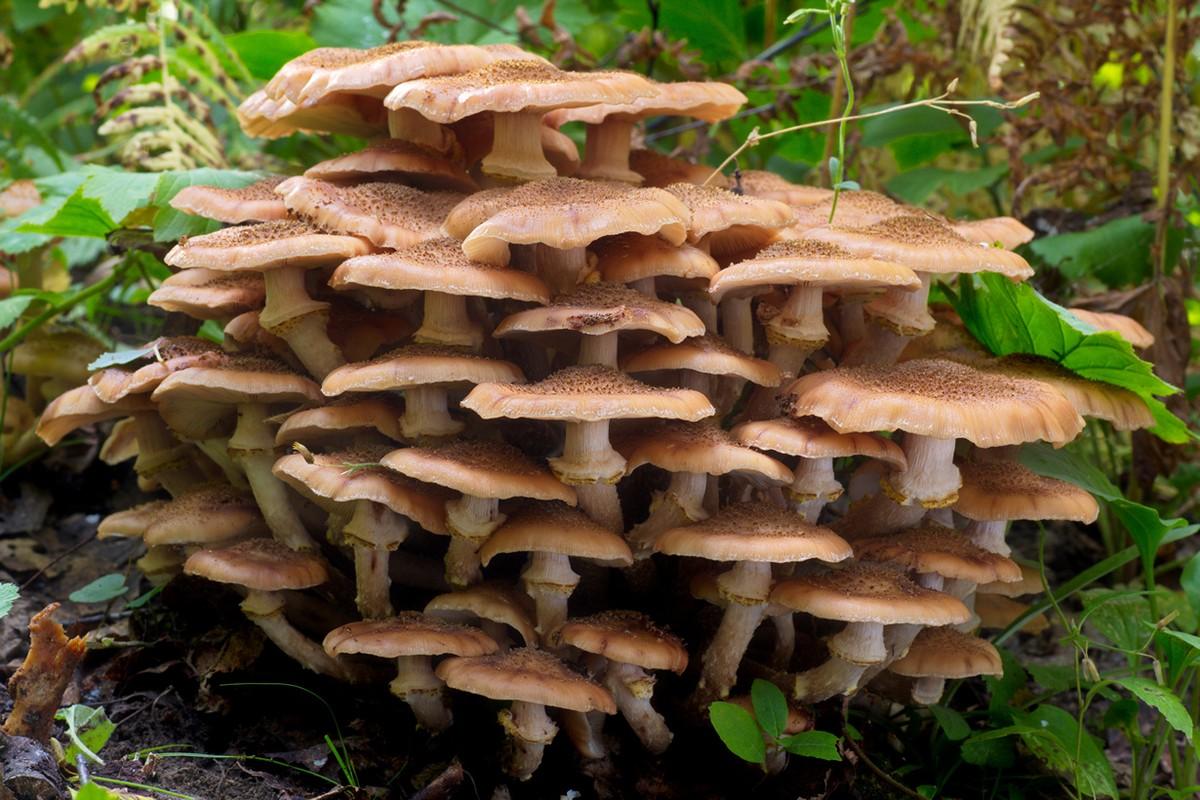 Фотография: Топ-10 грибов: Короли леса №3 - BigPicture.ru