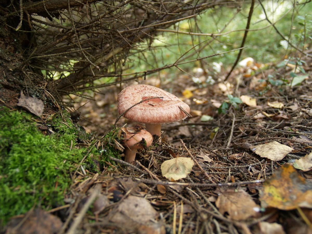 Фотография: Топ-10 грибов: Короли леса №5 - BigPicture.ru