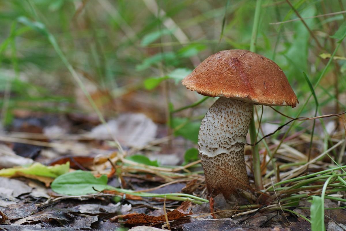 Фотография: Топ-10 грибов: Короли леса №7 - BigPicture.ru