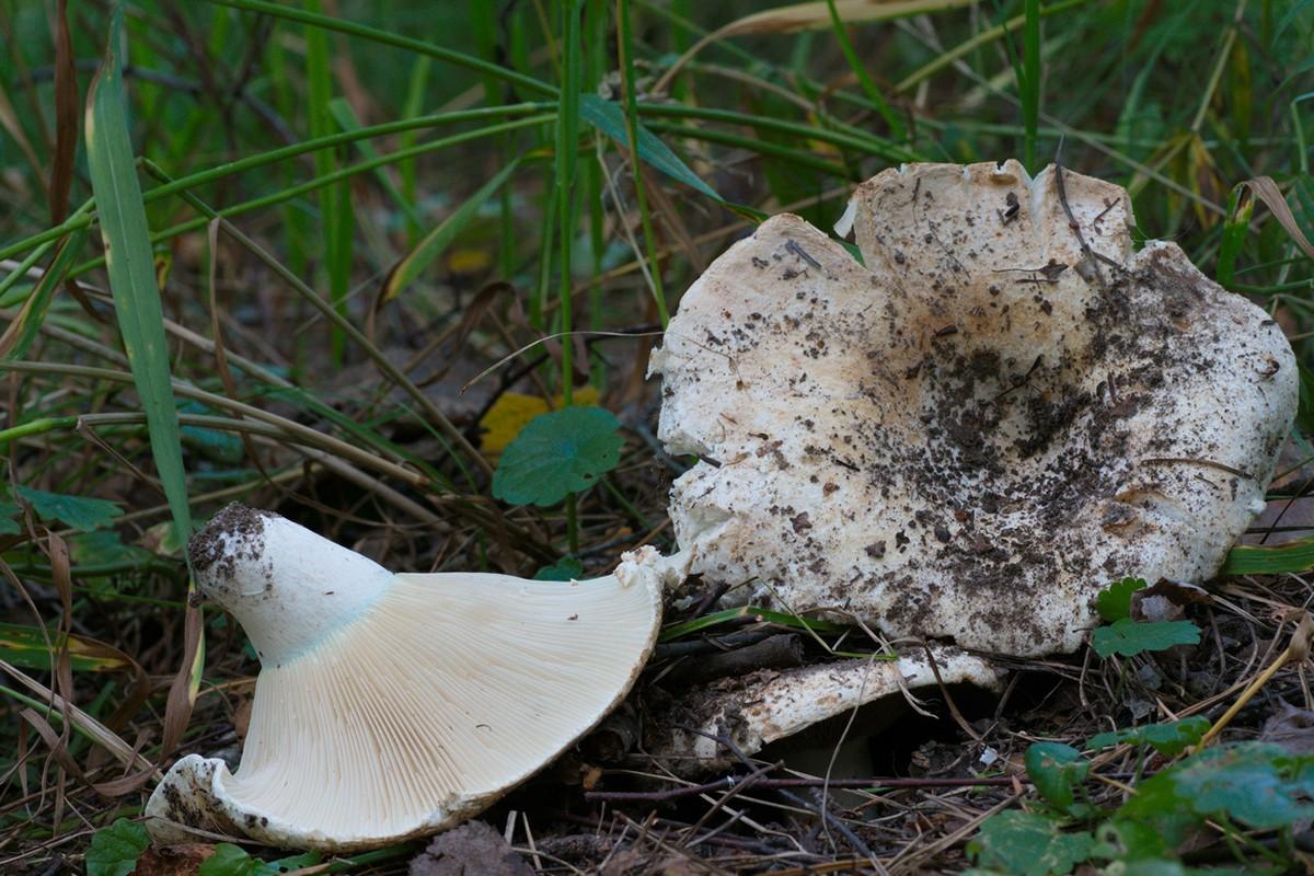 Фотография: Топ-10 грибов: Короли леса №9 - BigPicture.ru