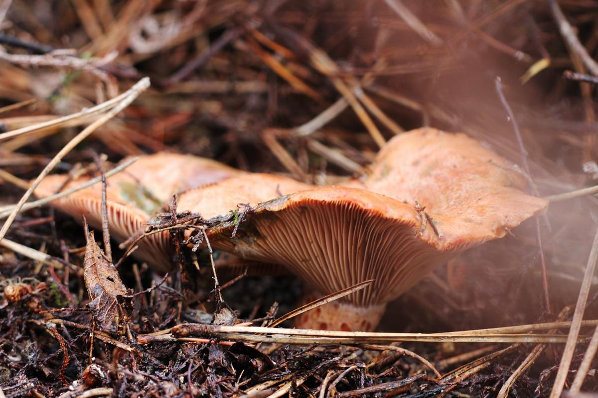 Фотография: Топ-10 грибов: Короли леса №10 - BigPicture.ru