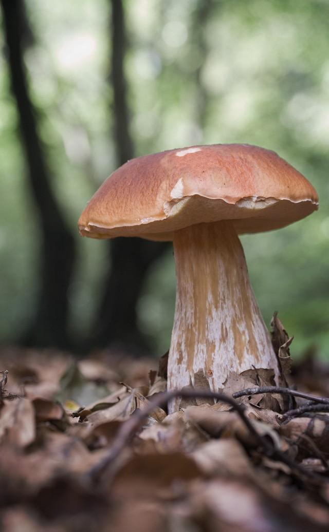 Фотография: Топ-10 грибов: Короли леса №11 - BigPicture.ru