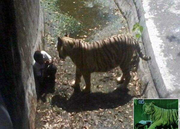 Белый тигр загрыз молодого человека в зоопарке Индии