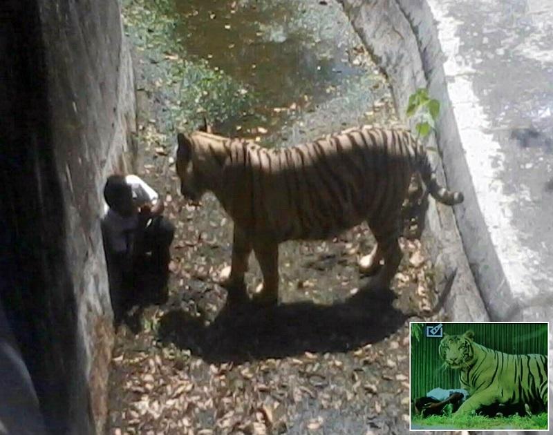 Фотография: Белый тигр загрыз молодого человека в зоопарке Индии №1 - BigPicture.ru