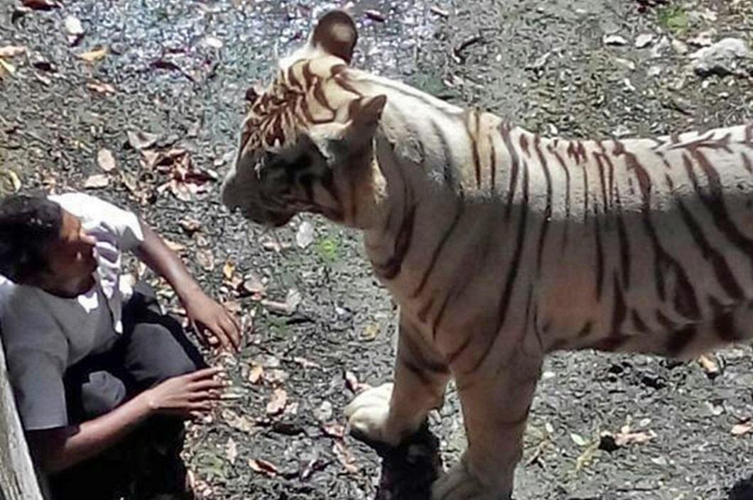 Фотография: Белый тигр загрыз молодого человека в зоопарке Индии №2 - BigPicture.ru