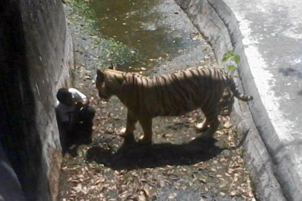 Фотография: Белый тигр загрыз молодого человека в зоопарке Индии №3 - BigPicture.ru