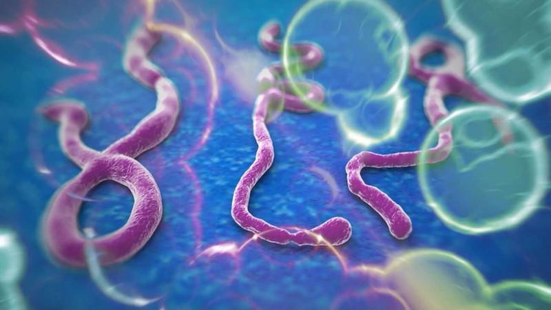 Фотография: 10 фактов про вирус Эбола, которые стоит узнать прямо сегодня №8 - BigPicture.ru