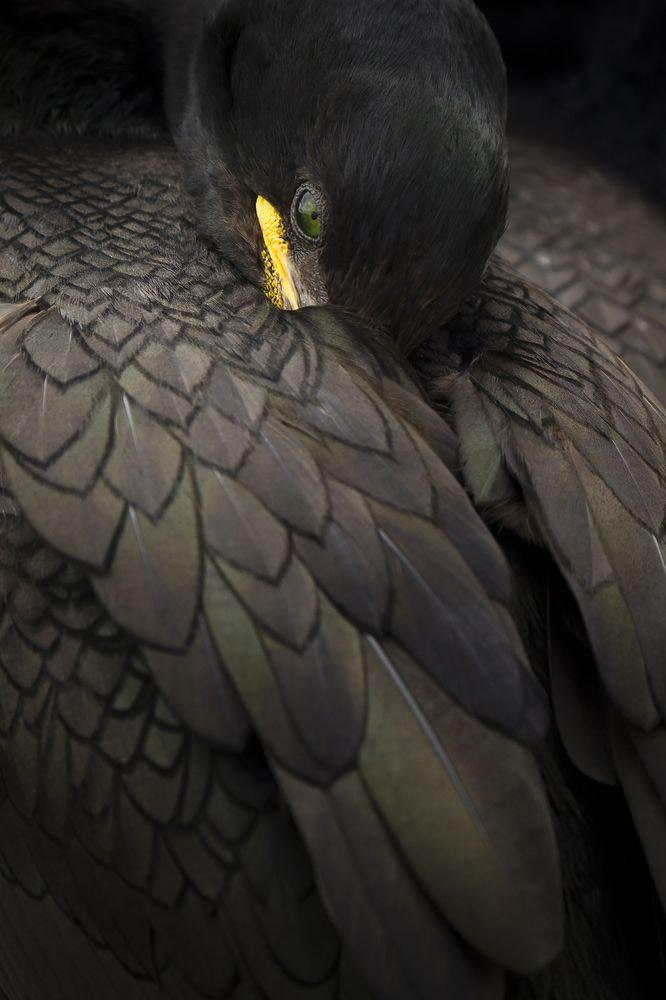 Фотография: Победители Британского конкурса дикой природы — 2014 №3 - BigPicture.ru