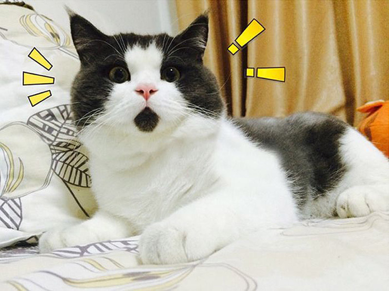Фотография: Удивлённый кот Банья, которого поражает всё вокруг №1 - BigPicture.ru