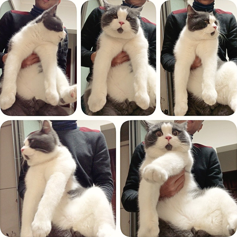Фотография: Удивлённый кот Банья, которого поражает всё вокруг №4 - BigPicture.ru