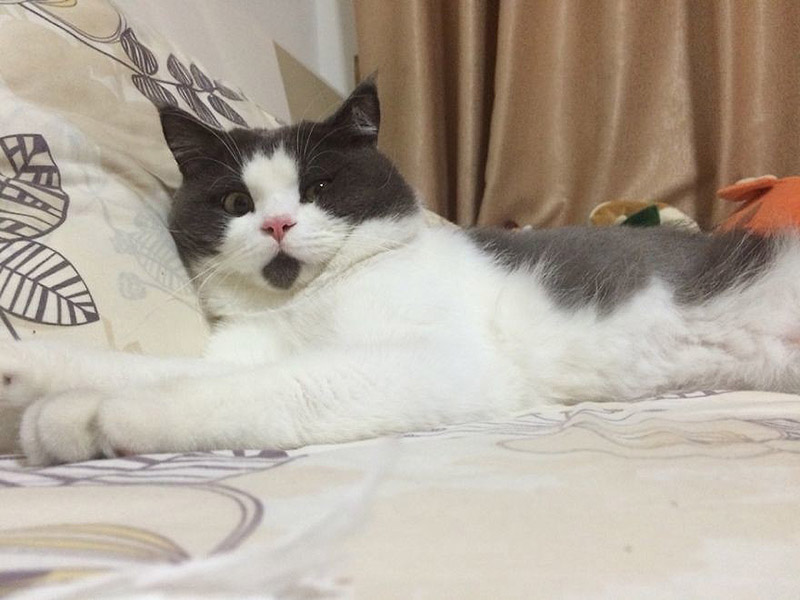 Фотография: Удивлённый кот Банья, которого поражает всё вокруг №5 - BigPicture.ru