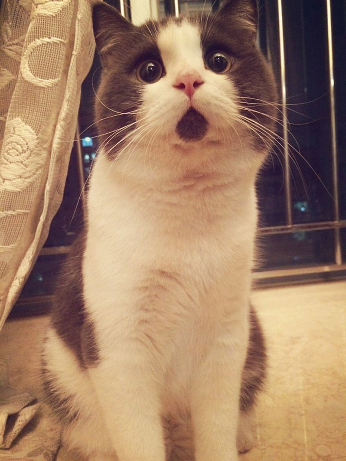 Фотография: Удивленный кот Банья, которого поражает все вокруг №6 - BigPicture.ru