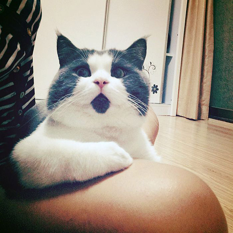 Фотография: Удивлённый кот Банья, которого поражает всё вокруг №10 - BigPicture.ru