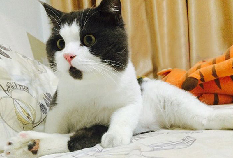Фотография: Удивлённый кот Банья, которого поражает всё вокруг №11 - BigPicture.ru