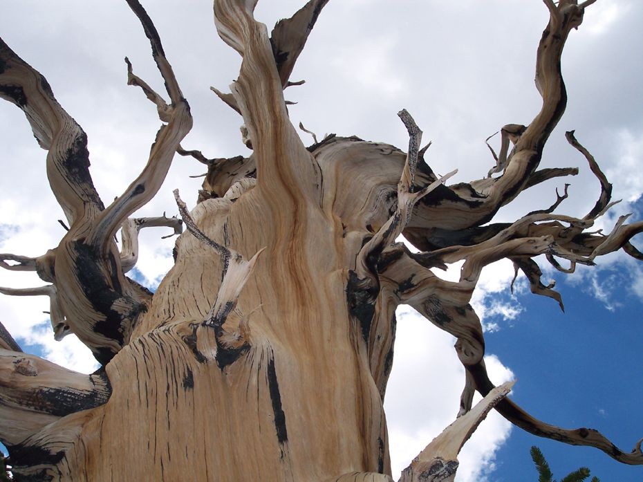 Фотография: Деревья, которых боится само время: самой старой из Бристлеконских сосен более 4,7 тысяч лет №3 - BigPicture.ru