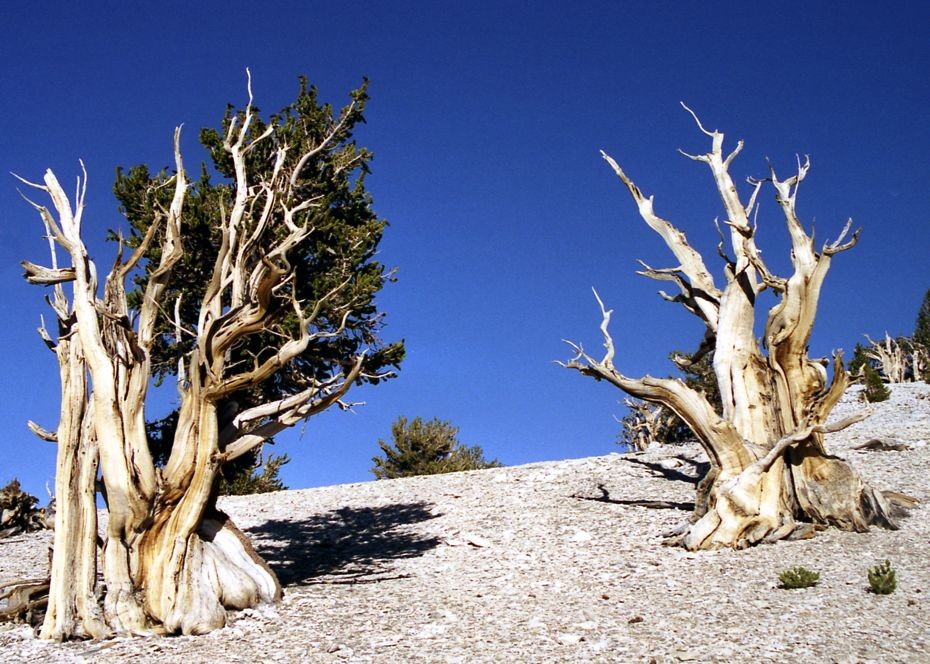 Фотография: Деревья, которых боится само время: самой старой из Бристлеконских сосен более 4,7 тысяч лет №5 - BigPicture.ru