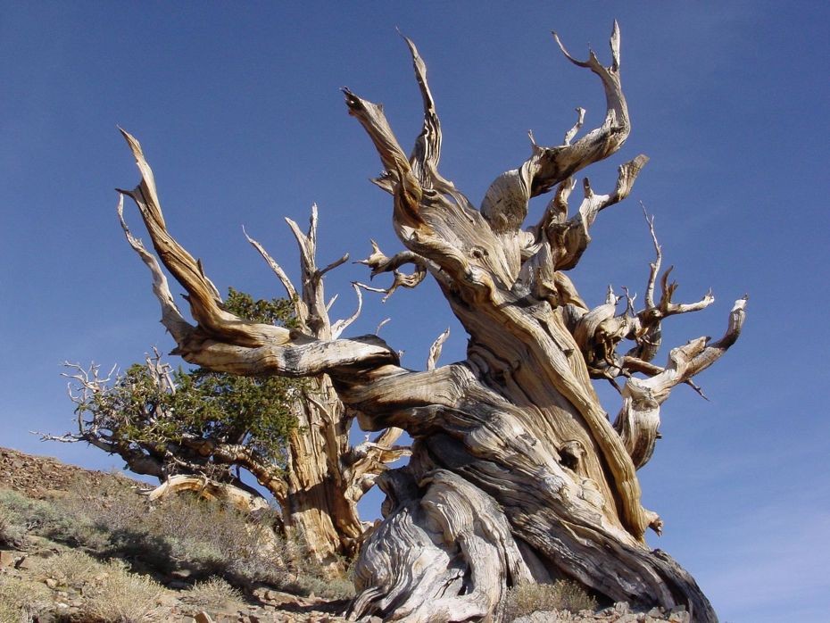 Деревья, которых боится само время: самой старой из Бристлеконских сосен более 4,7 тысяч лет