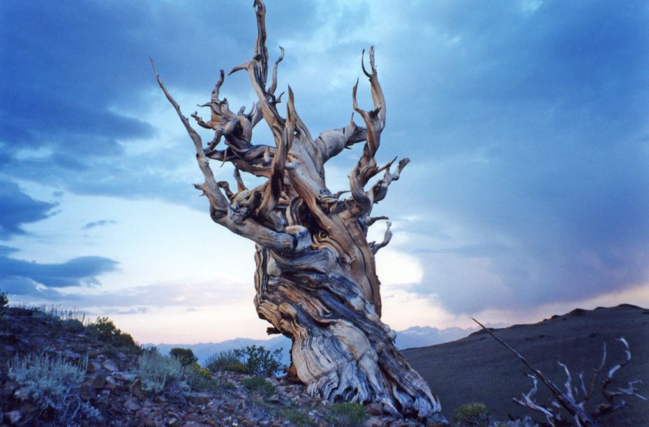 Фотография: Деревья, которых боится само время: самой старой из Бристлеконских сосен более 4,7 тысяч лет №6 - BigPicture.ru