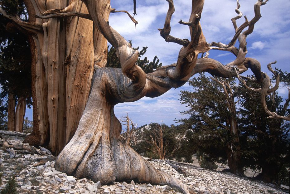 Фотография: Деревья, которых боится само время: самой старой из Бристлеконских сосен более 4,7 тысяч лет №8 - BigPicture.ru