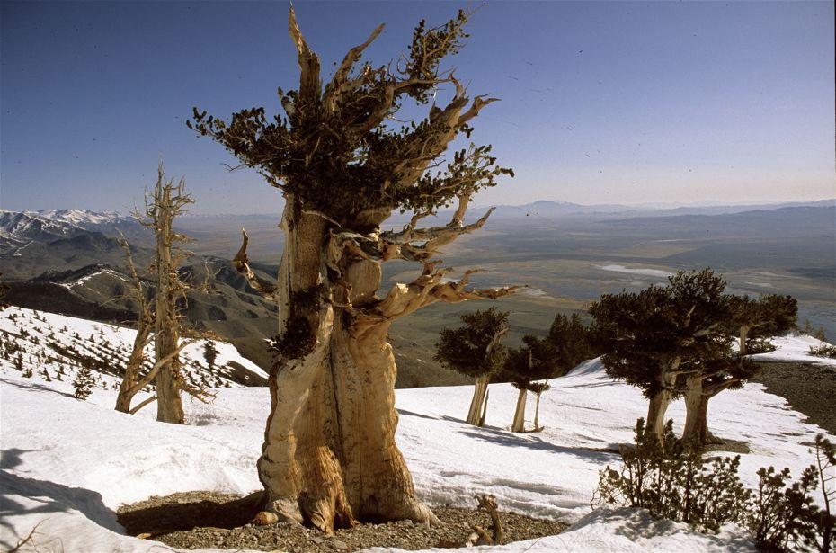 Фотография: Деревья, которых боится само время: самой старой из Бристлеконских сосен более 4,7 тысяч лет №10 - BigPicture.ru