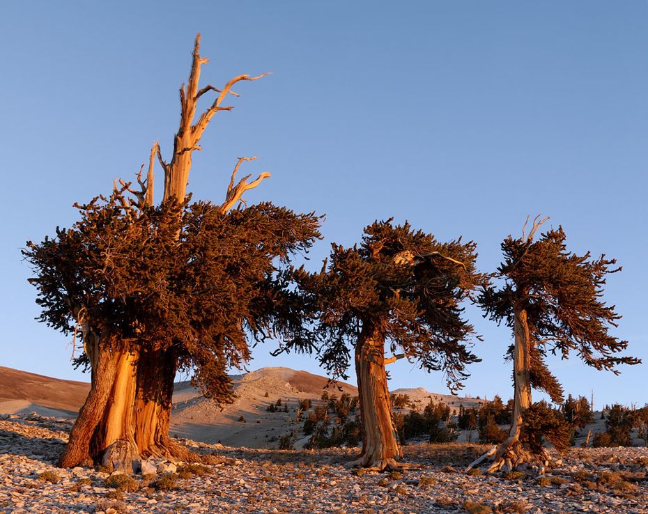 Фотография: Деревья, которых боится само время: самой старой из Бристлеконских сосен более 4,7 тысяч лет №13 - BigPicture.ru