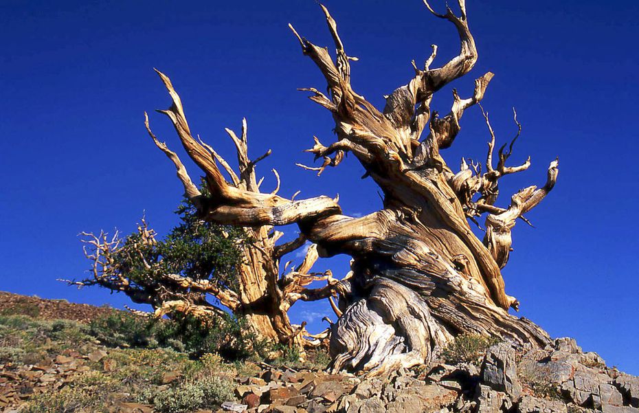 Фотография: Деревья, которых боится само время: самой старой из Бристлеконских сосен более 4,7 тысяч лет №2 - BigPicture.ru