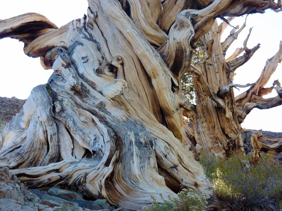 Фотография: Деревья, которых боится само время: самой старой из Бристлеконских сосен более 4,7 тысяч лет №16 - BigPicture.ru