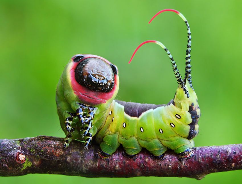 Фотография: 19 удивительных превращений гусениц в бабочек №2 - BigPicture.ru