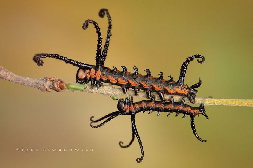 Фотография: 19 удивительных превращений гусениц в бабочек №4 - BigPicture.ru