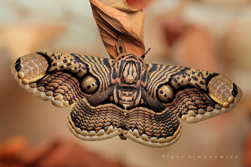 Фотография: 19 удивительных превращений гусениц в бабочек №5 - BigPicture.ru