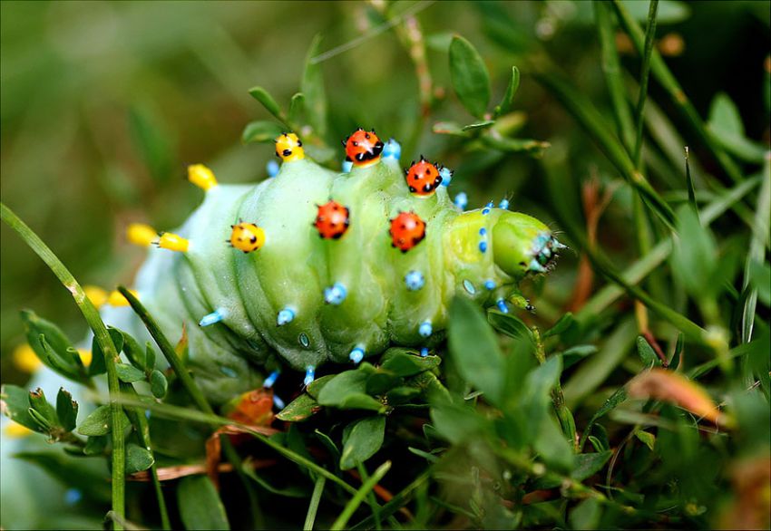 Фотография: 19 удивительных превращений гусениц в бабочек №6 - BigPicture.ru
