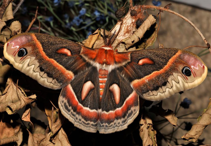 Фотография: 19 удивительных превращений гусениц в бабочек №7 - BigPicture.ru