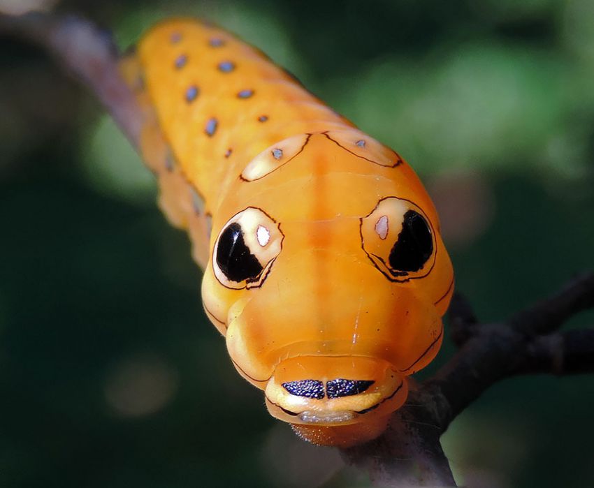 Фотография: 19 удивительных превращений гусениц в бабочек №8 - BigPicture.ru