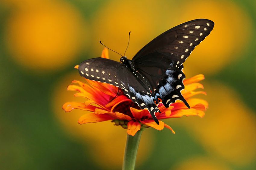 Фотография: 19 удивительных превращений гусениц в бабочек №9 - BigPicture.ru
