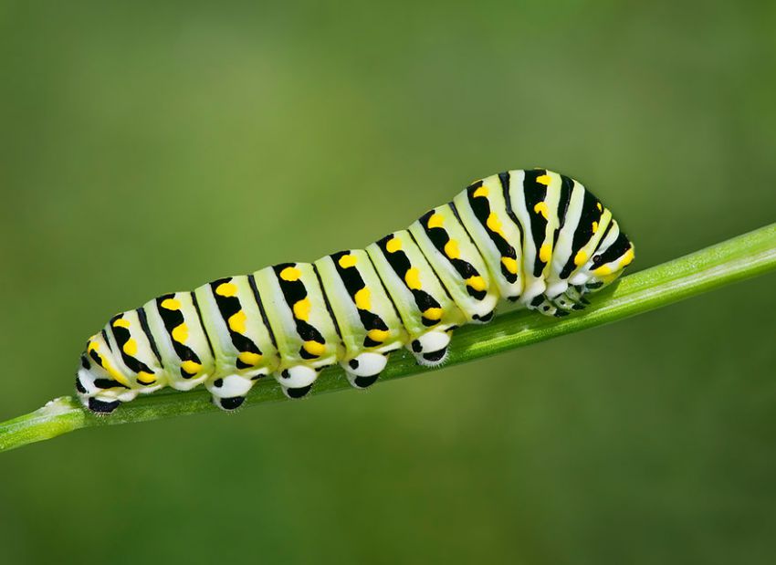 Фотография: 19 удивительных превращений гусениц в бабочек №10 - BigPicture.ru
