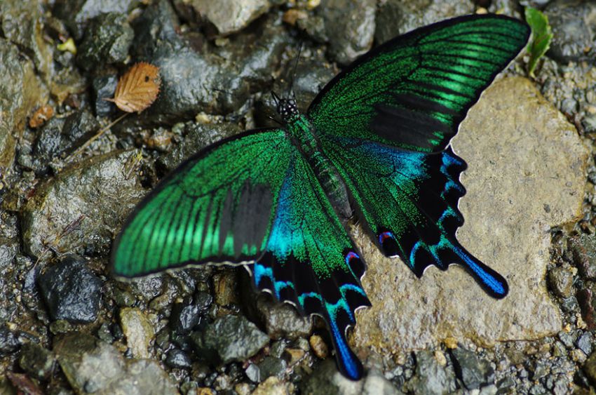 Фотография: 19 удивительных превращений гусениц в бабочек №11 - BigPicture.ru