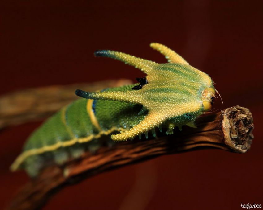Фотография: 19 удивительных превращений гусениц в бабочек №12 - BigPicture.ru