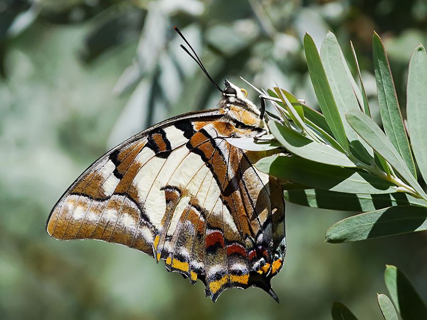 Фотография: 19 удивительных превращений гусениц в бабочек №13 - BigPicture.ru