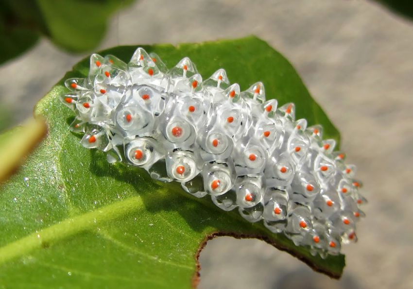 Фотография: 19 удивительных превращений гусениц в бабочек №14 - BigPicture.ru