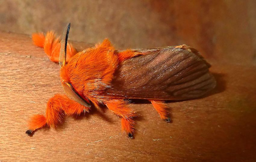 Фотография: 19 удивительных превращений гусениц в бабочек №15 - BigPicture.ru