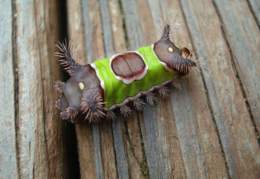 Фотография: 19 удивительных превращений гусениц в бабочек №16 - BigPicture.ru