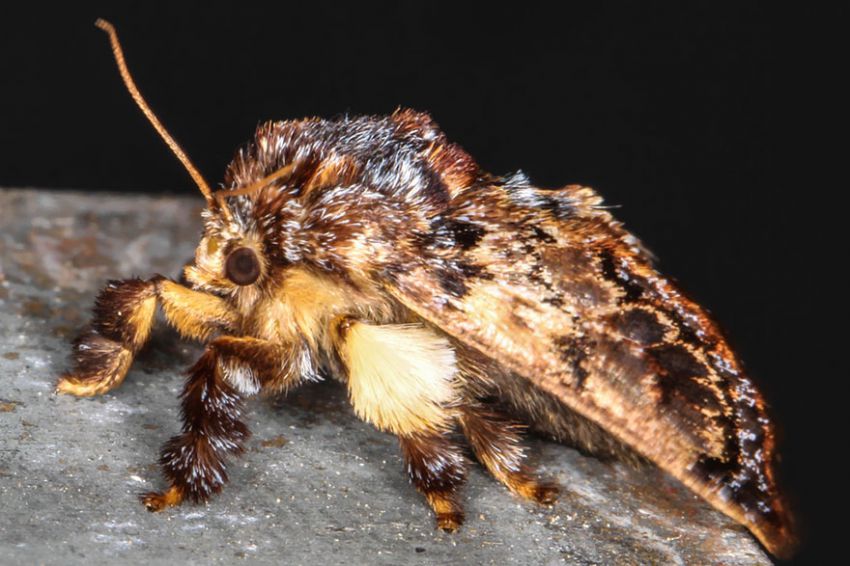 Фотография: 19 удивительных превращений гусениц в бабочек №19 - BigPicture.ru