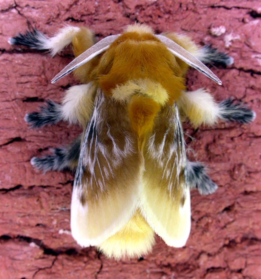 Фотография: 19 удивительных превращений гусениц в бабочек №23 - BigPicture.ru