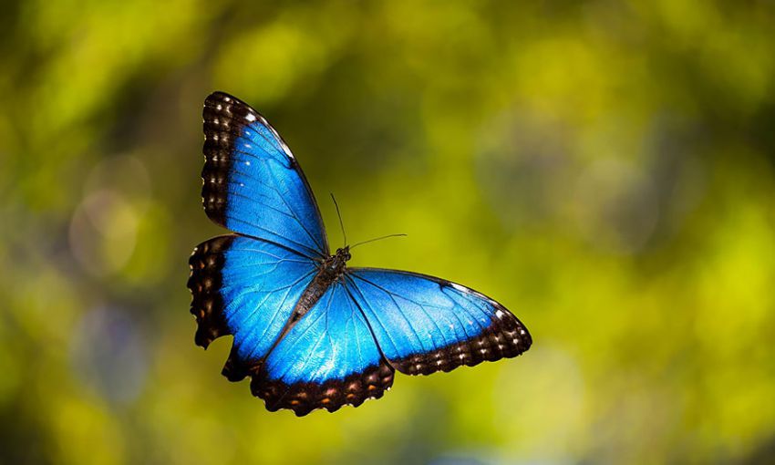 Фотография: 19 удивительных превращений гусениц в бабочек №25 - BigPicture.ru