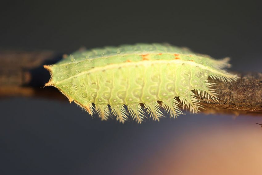 Фотография: 19 удивительных превращений гусениц в бабочек №30 - BigPicture.ru