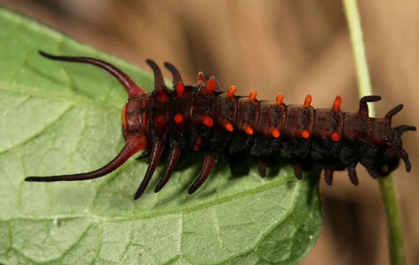 Фотография: 19 удивительных превращений гусениц в бабочек №32 - BigPicture.ru