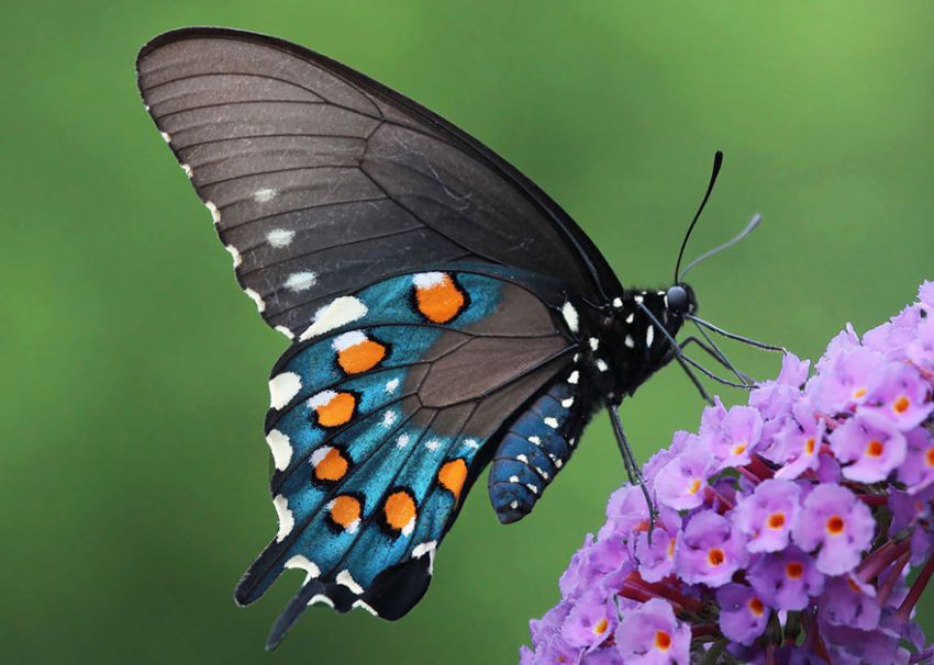 Фотография: 19 удивительных превращений гусениц в бабочек №33 - BigPicture.ru