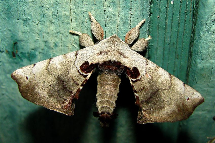 Фотография: 19 удивительных превращений гусениц в бабочек №35 - BigPicture.ru