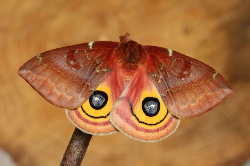 Фотография: 19 удивительных превращений гусениц в бабочек №37 - BigPicture.ru
