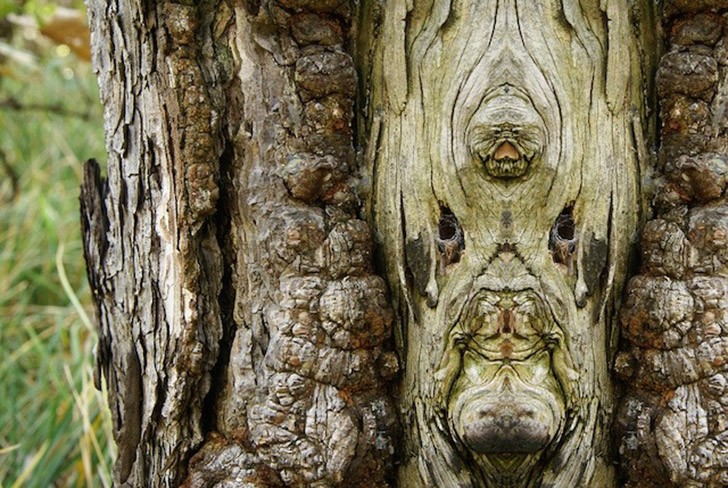 Фотография: Превращение деревьев в сказочных персонажей мира фэнтези при помощи зеркального отражения №8 - BigPicture.ru